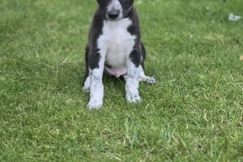 Mixed Breed