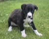 Mixed Breed