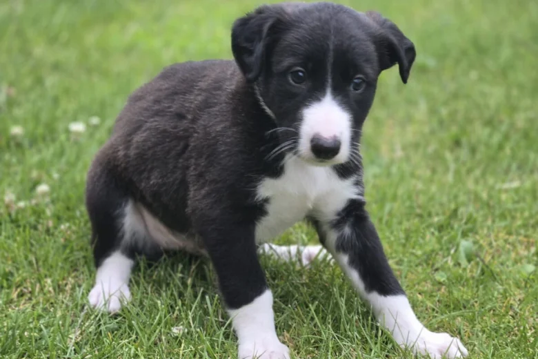 Mixed Breed