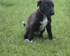 Mixed Breed