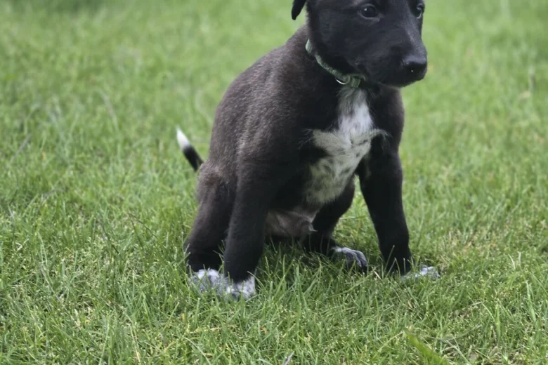 Mixed Breed