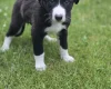 Mixed Breed