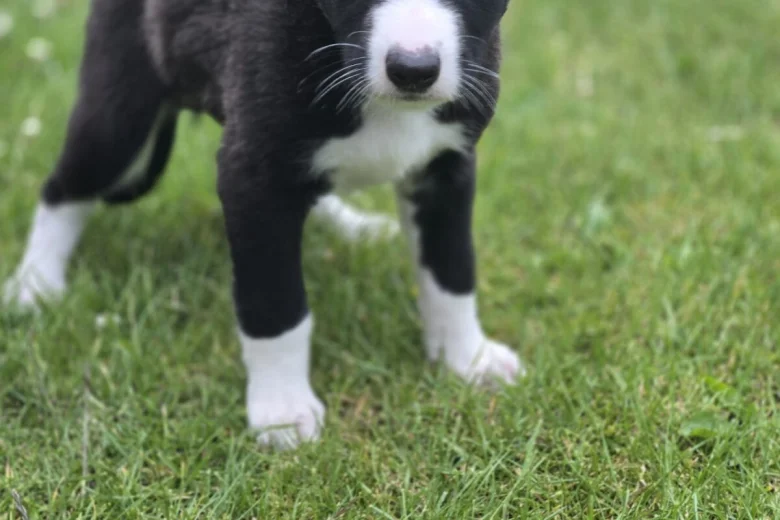 Mixed Breed