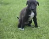 Mixed Breed