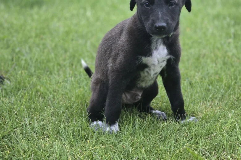 Mixed Breed