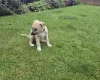 Mixed Breed