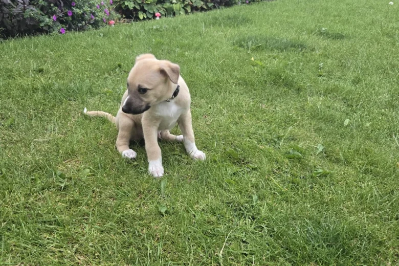 Mixed Breed