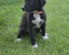 Mixed Breed