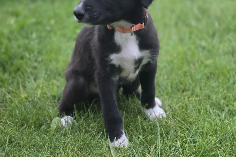 Mixed Breed