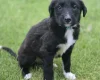 Mixed Breed