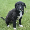 Mixed Breed