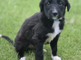 Mixed Breed