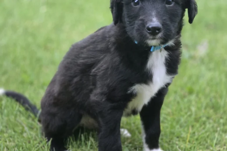 Mixed Breed