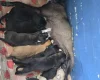 Mixed Breed