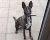 Mixed Breed