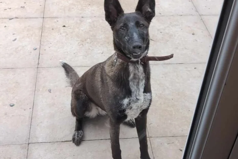 Mixed Breed