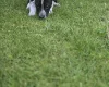 Mixed Breed