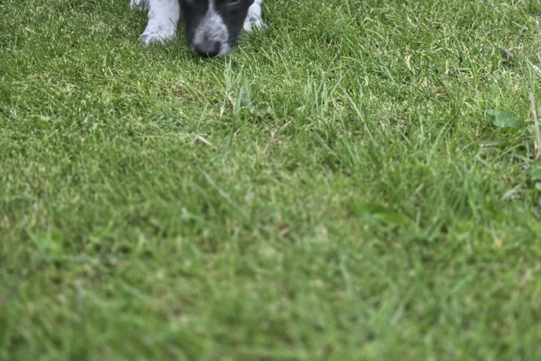 Mixed Breed