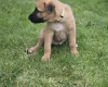 Mixed Breed