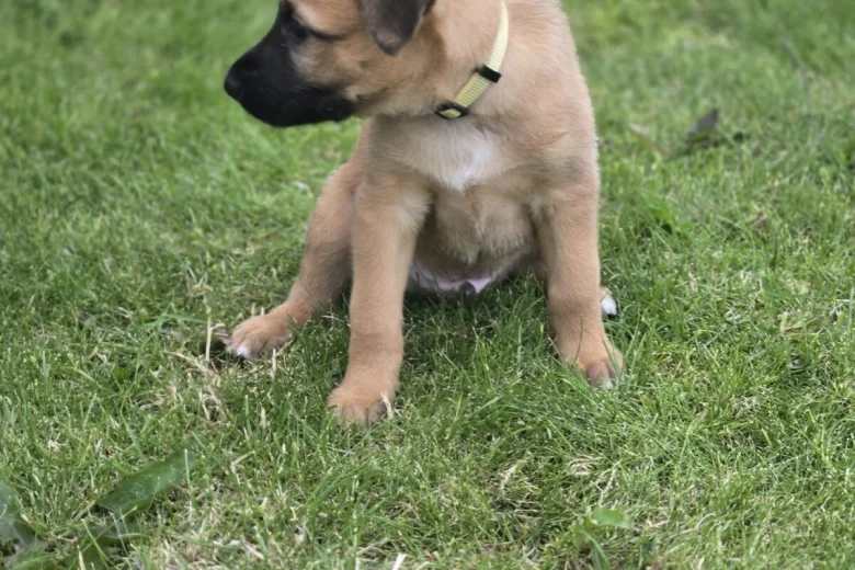 Mixed Breed