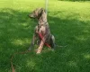 Lurcher