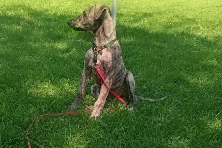 Lurcher