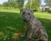 Lurcher