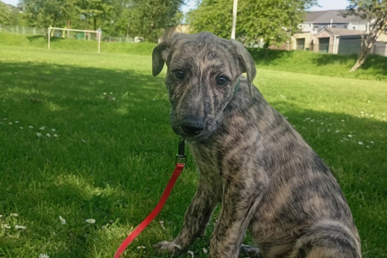 Lurcher