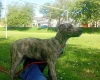 Lurcher