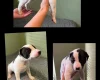 Lurcher