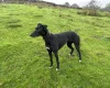 Lurcher
