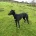 Lurcher