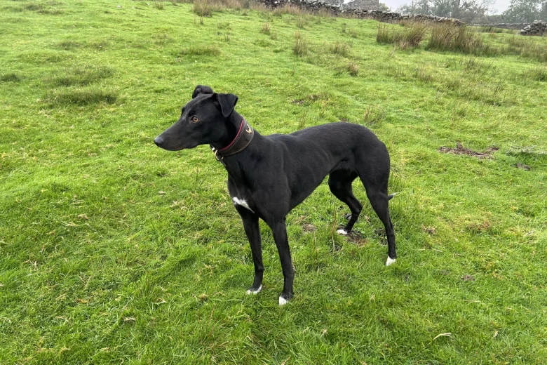 Lurcher