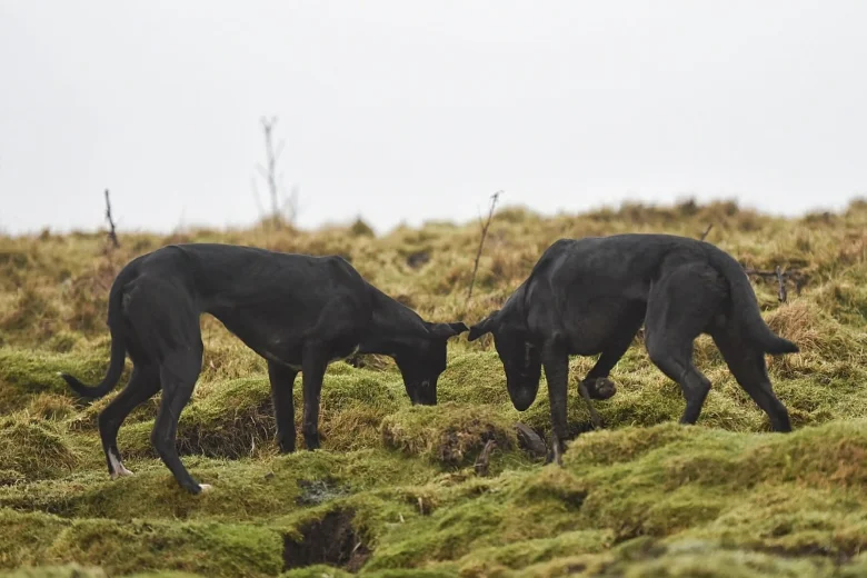 Lurcher