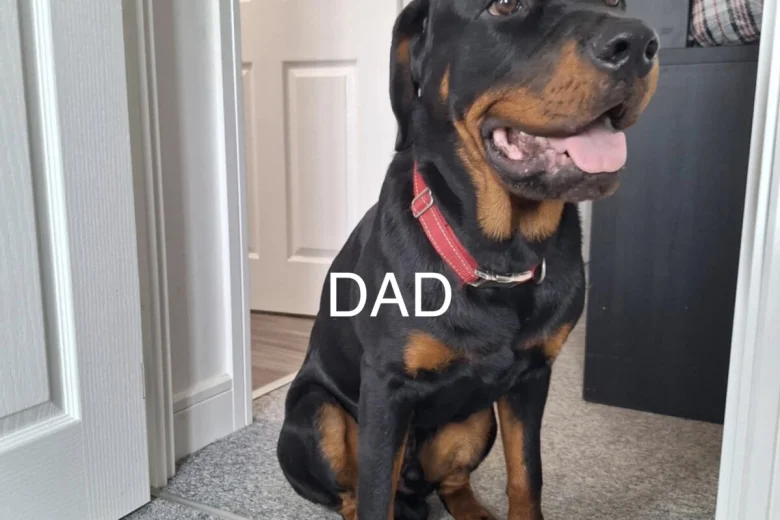Rottweiler