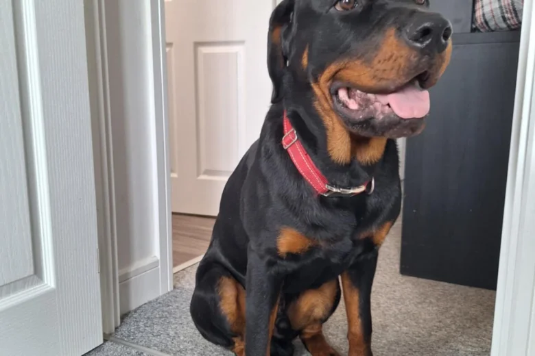 Rottweiler
