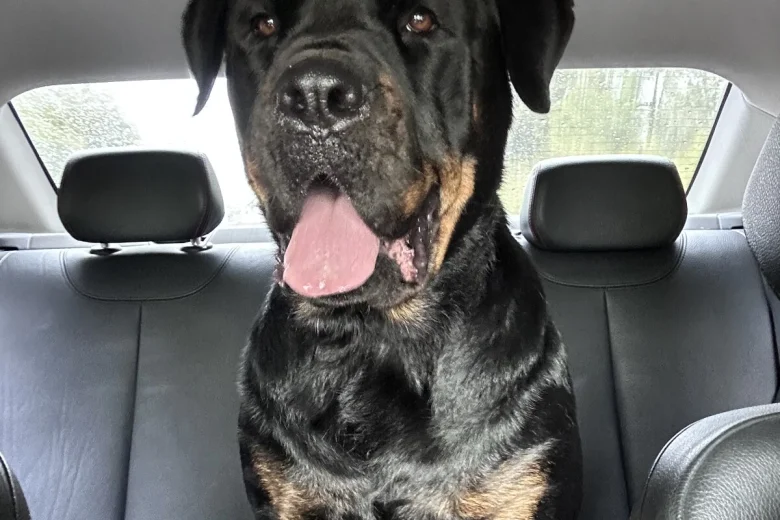 Rottweiler