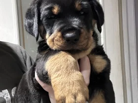 Rottweiler