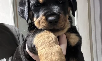 Rottweiler