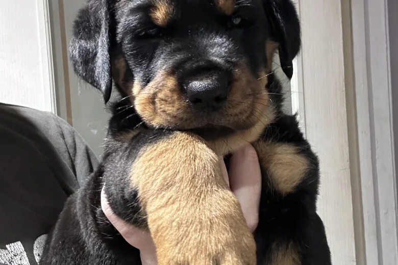 Rottweiler