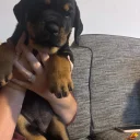 Rottweiler