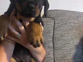 Rottweiler
