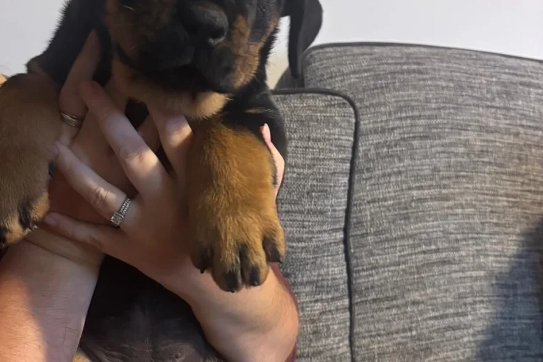 Rottweiler