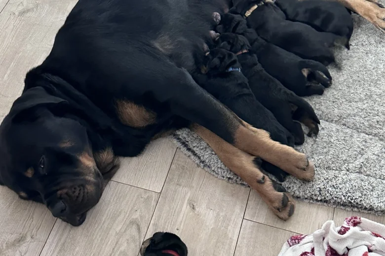 Rottweiler