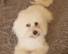 Maltese