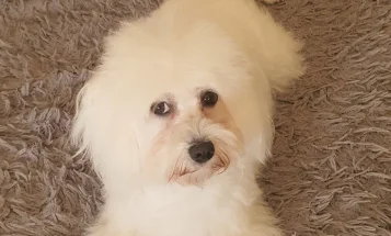 Maltese