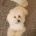 Maltese