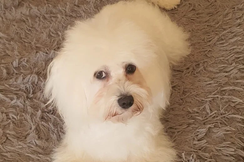 Maltese
