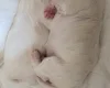 Maltese