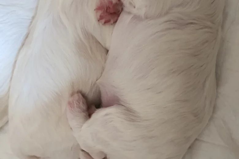 Maltese